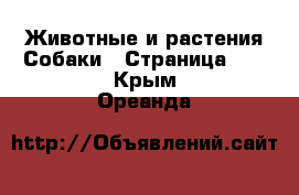 Животные и растения Собаки - Страница 12 . Крым,Ореанда